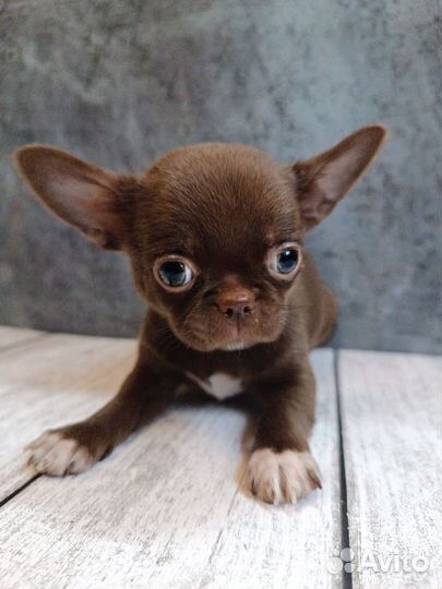 Шоколадная леди