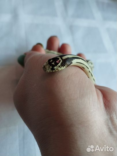 Калифорнийская королевская змея