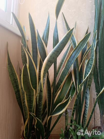 Сансевиерия Тещин язык. Щучий хвост