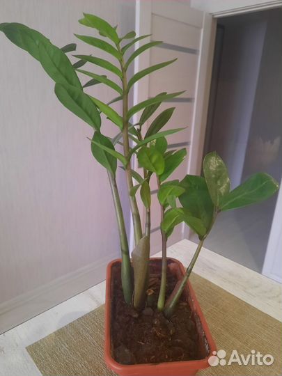 Замиакулькас