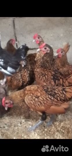 Молодые петушки Сибрайт золото и Алтайской бентам