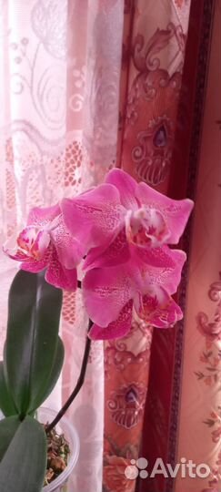 Орхидея