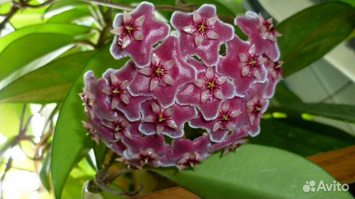 Хойя imperialis pink, Macrophylla albomarginata