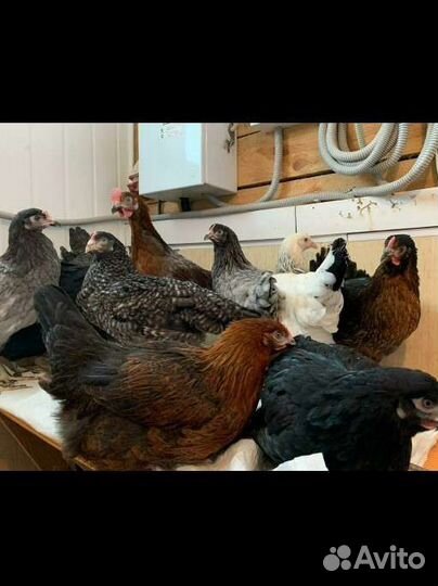 Куры молодки