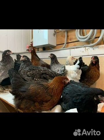 Куры молодки