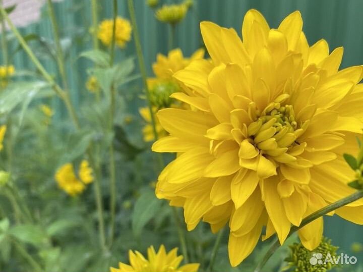 Рудбекия. Гелениум