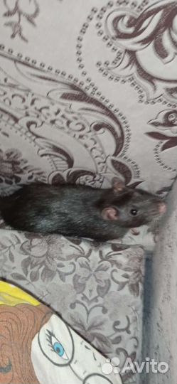 Декоративная крыса