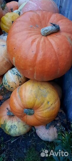 Тыква на корм