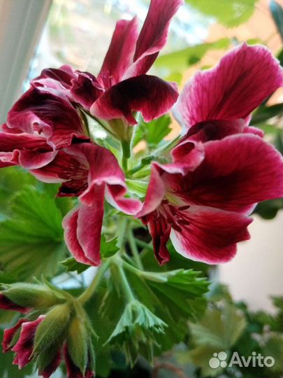 Герань пеларгония