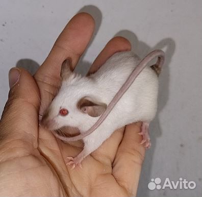 Мыши сатин тан сиамские и голые