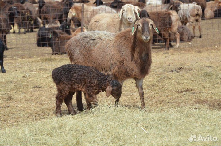 Овцы многоплодные на развод