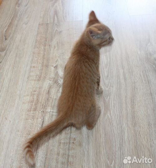 Рыжий котенок (кошечка)