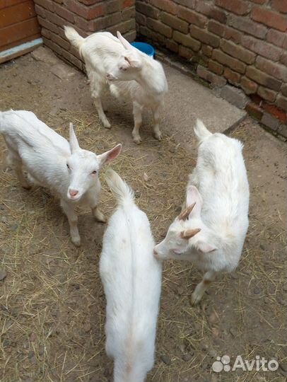 Продам козу дойную и козлят