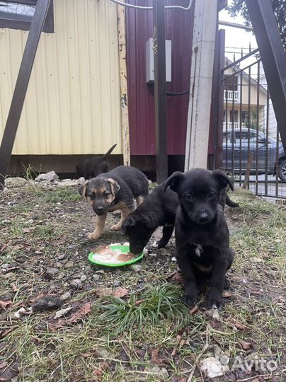 Щенок в добрые руки