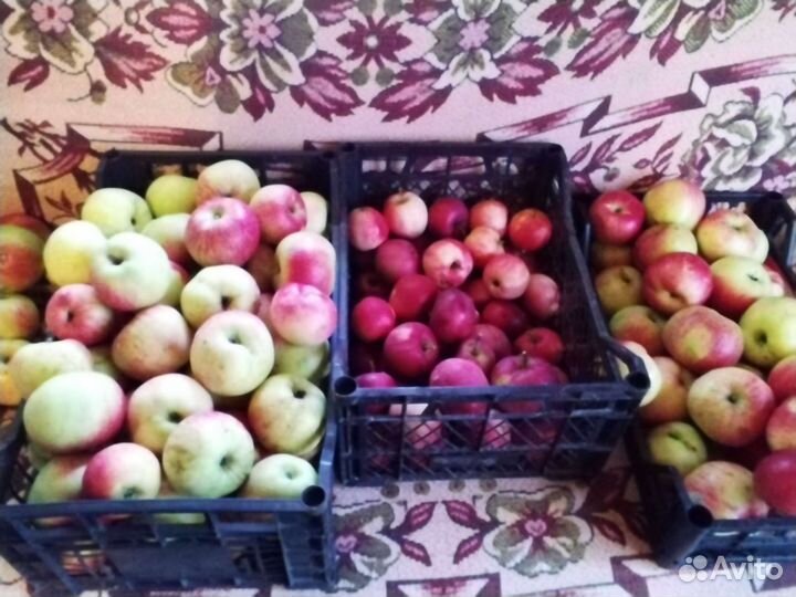 Яблоки домашние