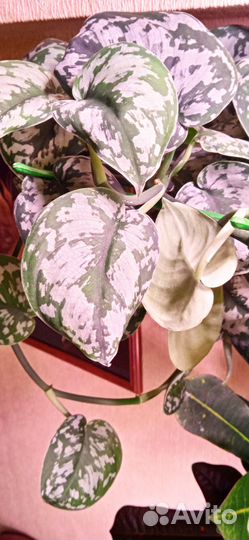 Сциндапсус пиктус экзотика