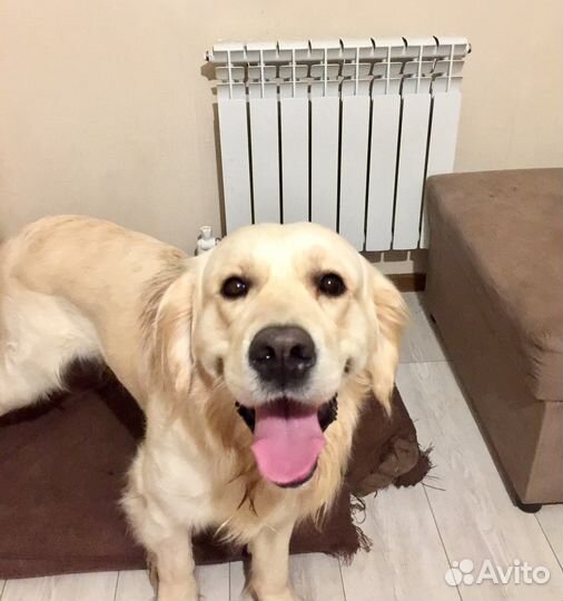 Передержка кошек и собак в загородном доме