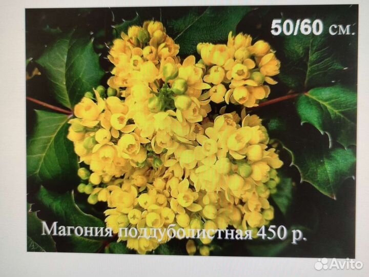 Пионы жёлтые, рододендроны, магония