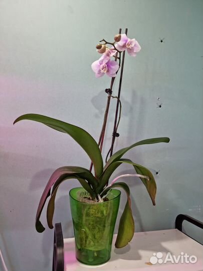 Орхидея фаленопсис