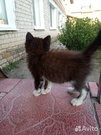 Котенок