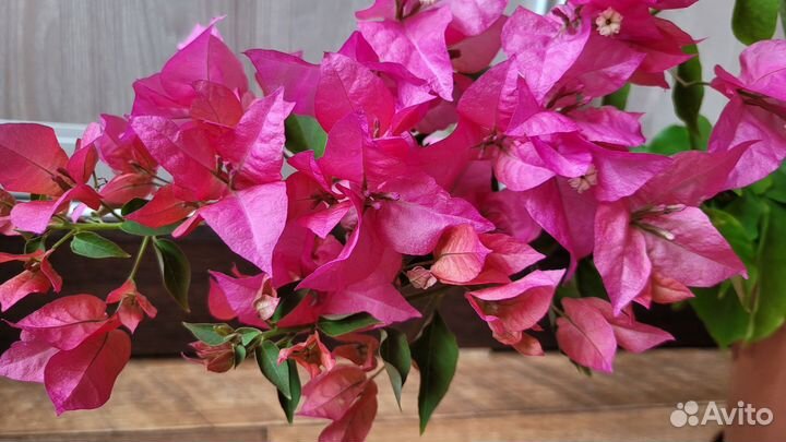 Бугенвиллия