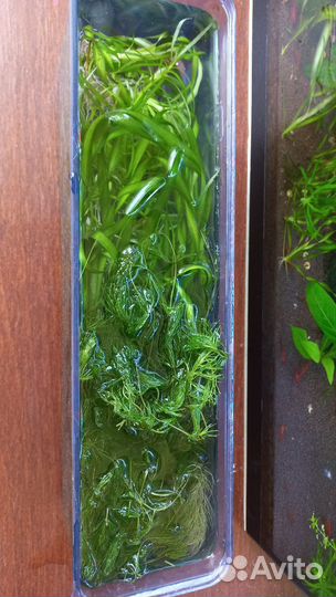 Роголистник и валиснерия