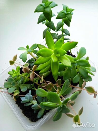 Суккуленты