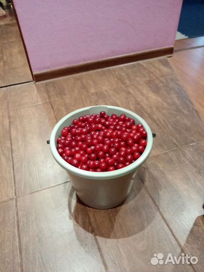 Вишня саженцы