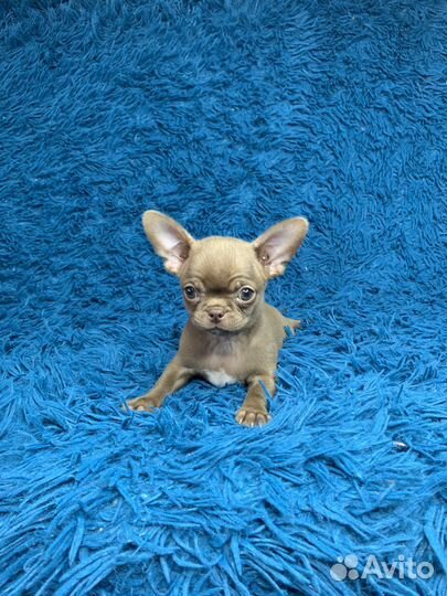 Чихуахуа мальчик