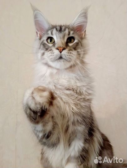 Котята мейн-кун