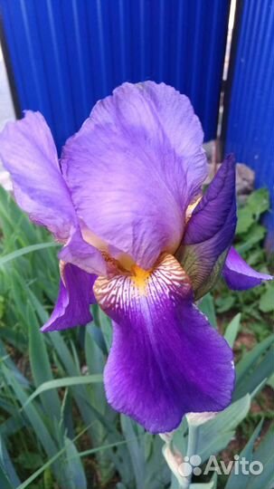 Ирис