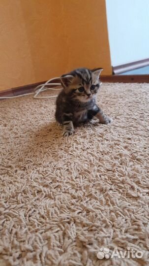 Британские котята