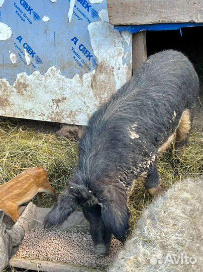 Венгерская мангалица