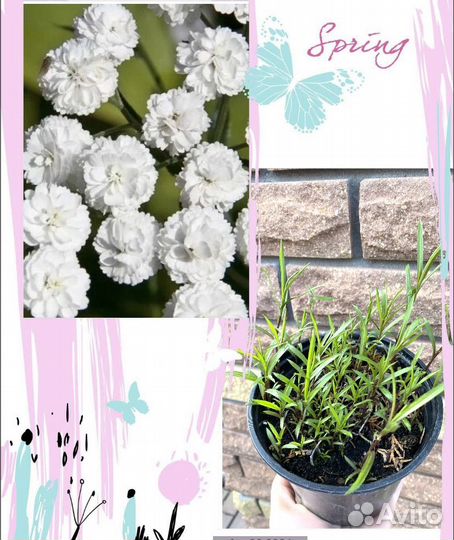 Многолетники для сада