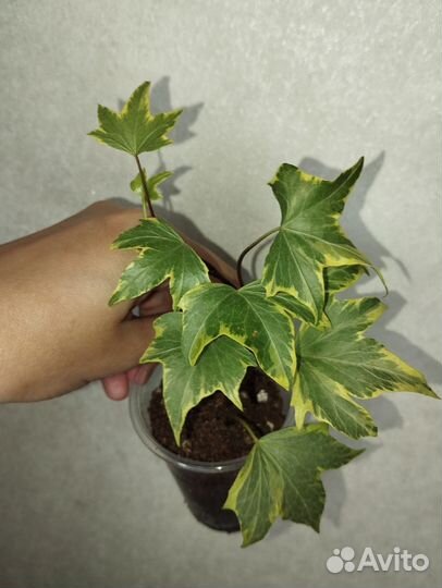 Плющ хедера хеликс