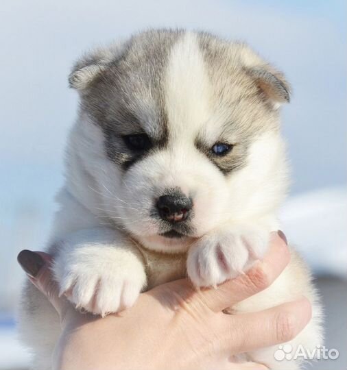 Продам щенка Сибирский Хаски