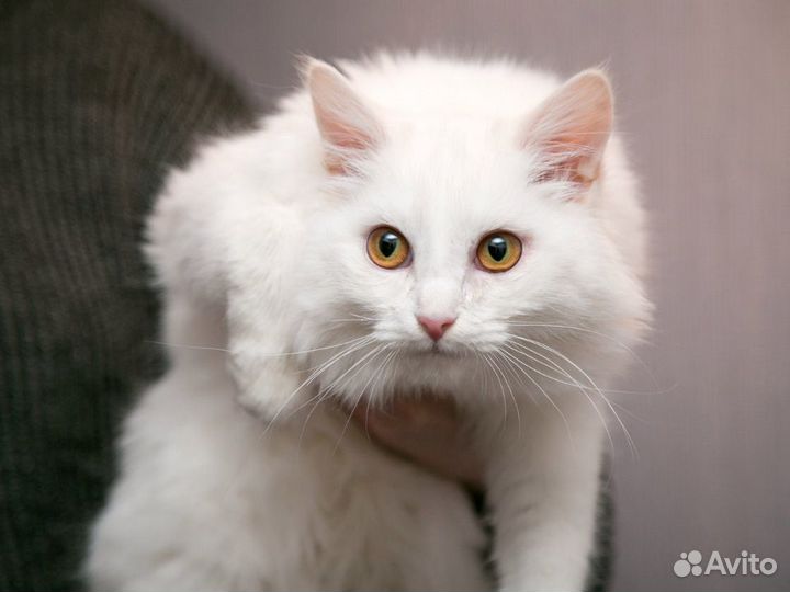 Ласковая ангорская кошка Белоснежка - 8 мес