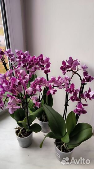 Орхидеи фаленопсис пелоры