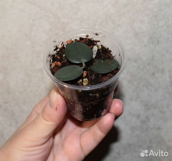 Ксеросициос Дангви