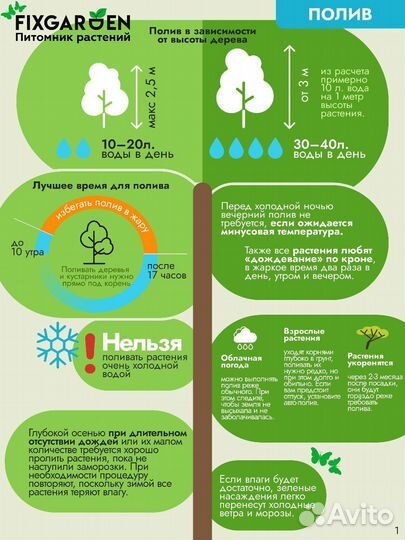 Гейхера пурпурная Высота от 25см