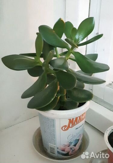 Комнатные растения