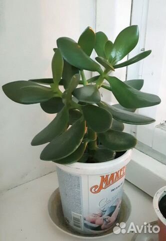 Комнатные растения