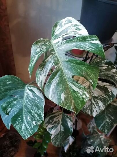 Монстера вариегатная верхушка