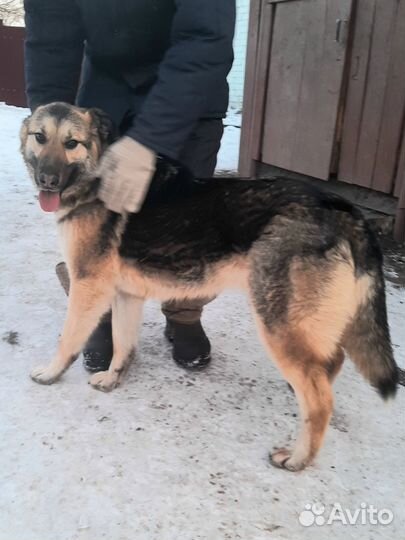 Немецкая овчарка,метис