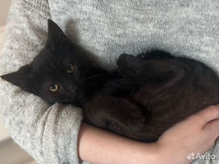Котодевочка 3 месяца