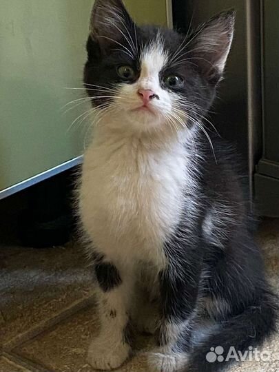 Котята в добрые руки бесплатно