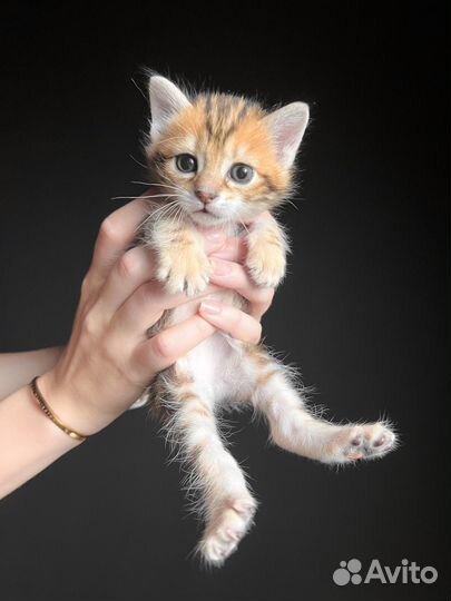 Котята курильского бобтейла золото/браун