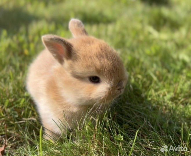 Декоративные Карликовые Кролики Самые Красивые