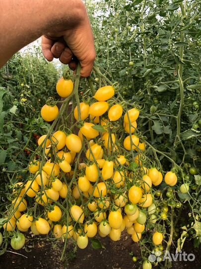 Семена редких, коллекционных томатов