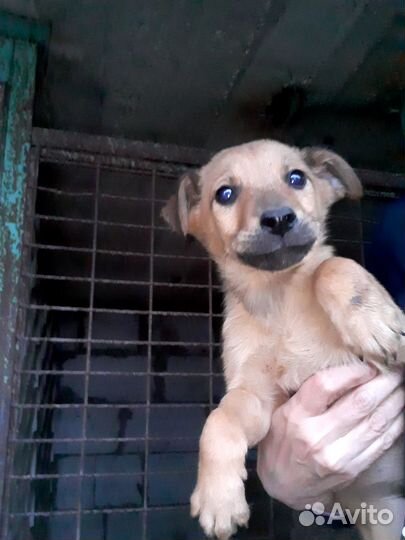 Щенки бесплатно